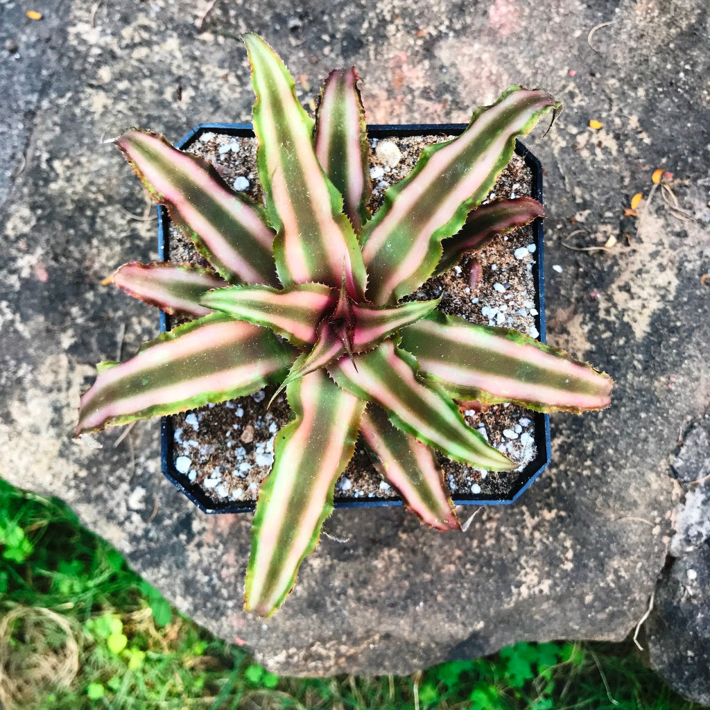 Cryptanthus Bivattatus Ruby Plant