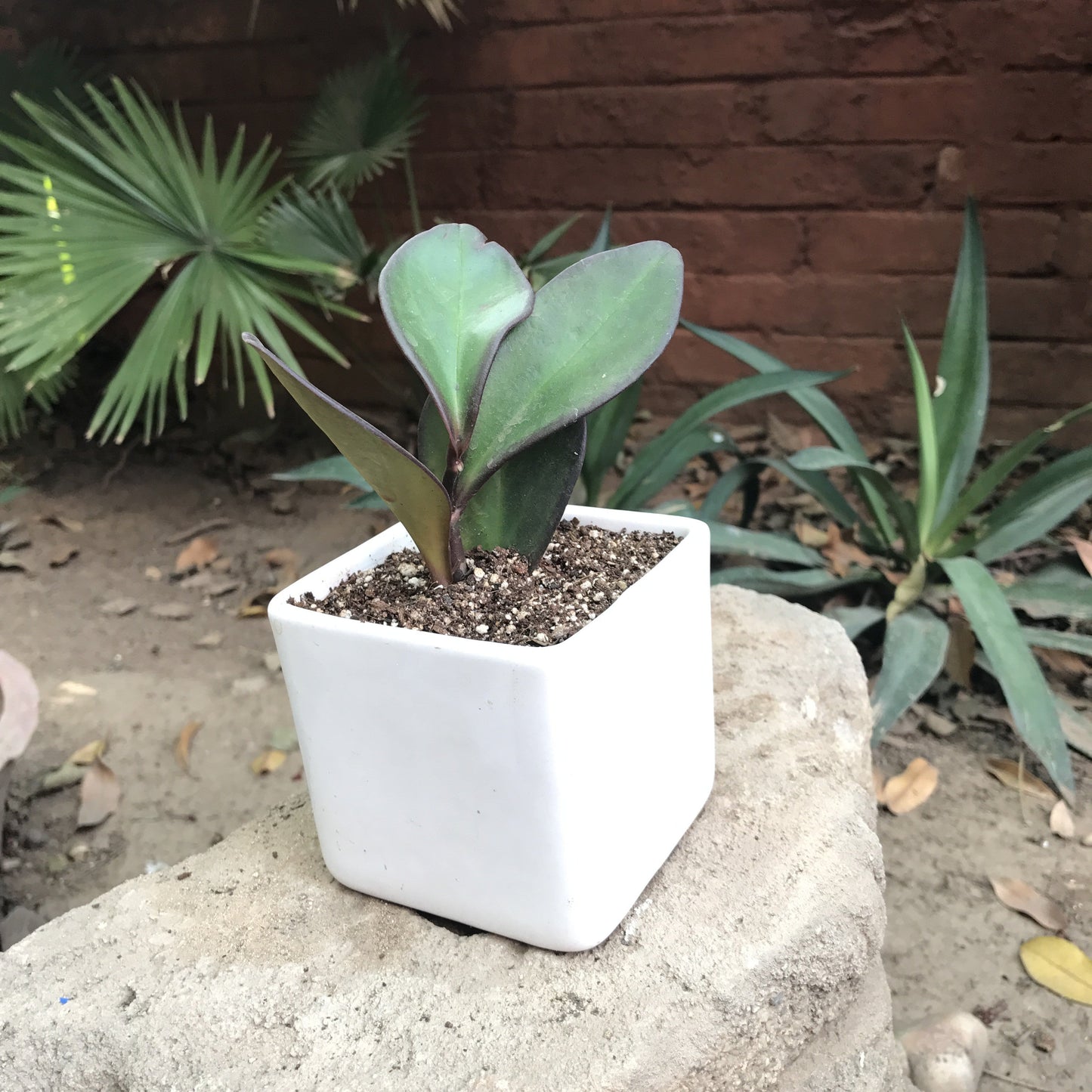 Peperomia Claviformis Succulent Plant