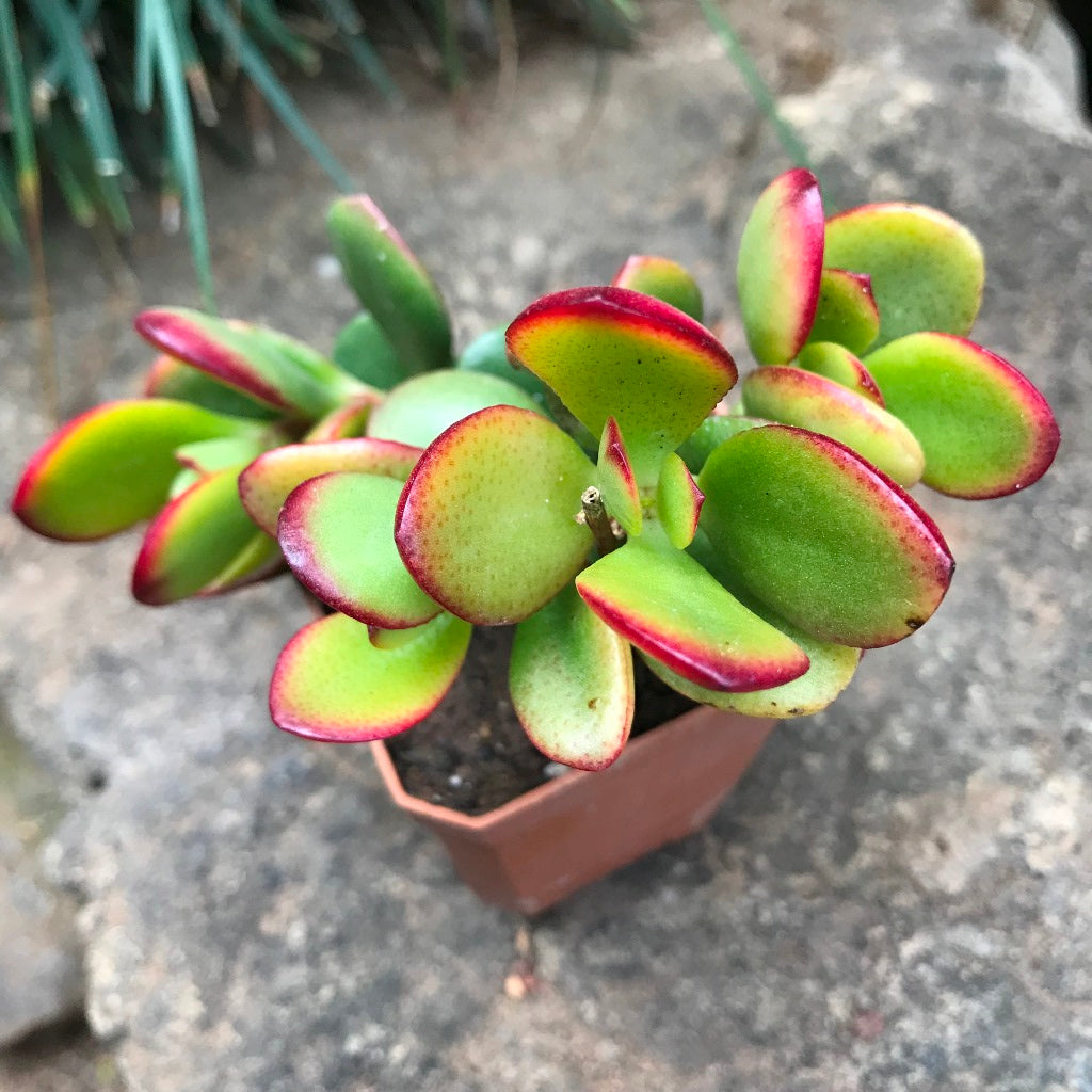 Crassula Argentea Crosbys Compacta Succulent Plant