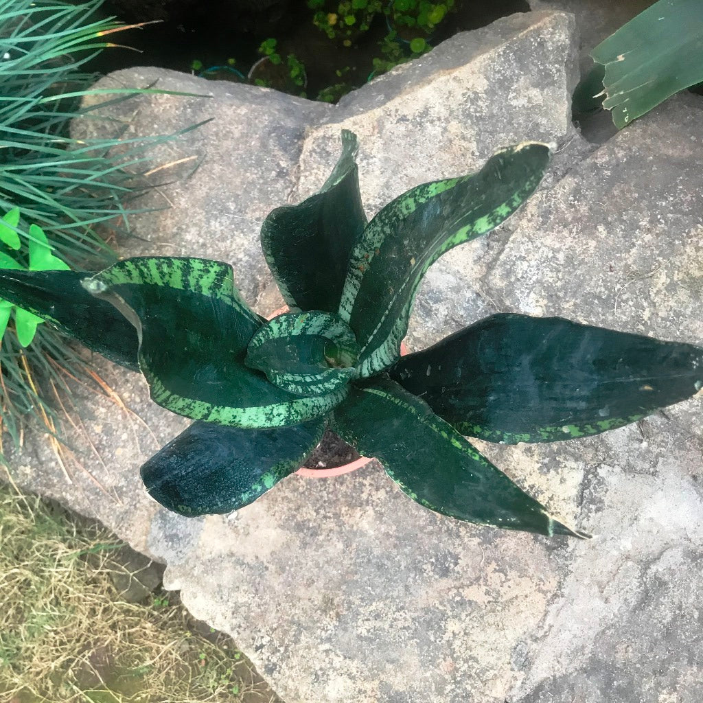 Sansevieria Whitney Plant