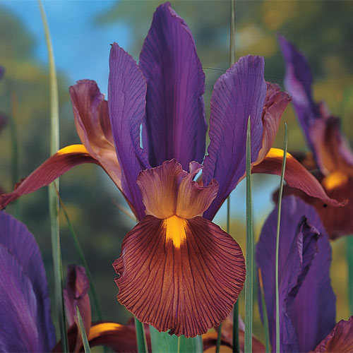 Iris 'Eye Of The Tiger' (Bulbs)