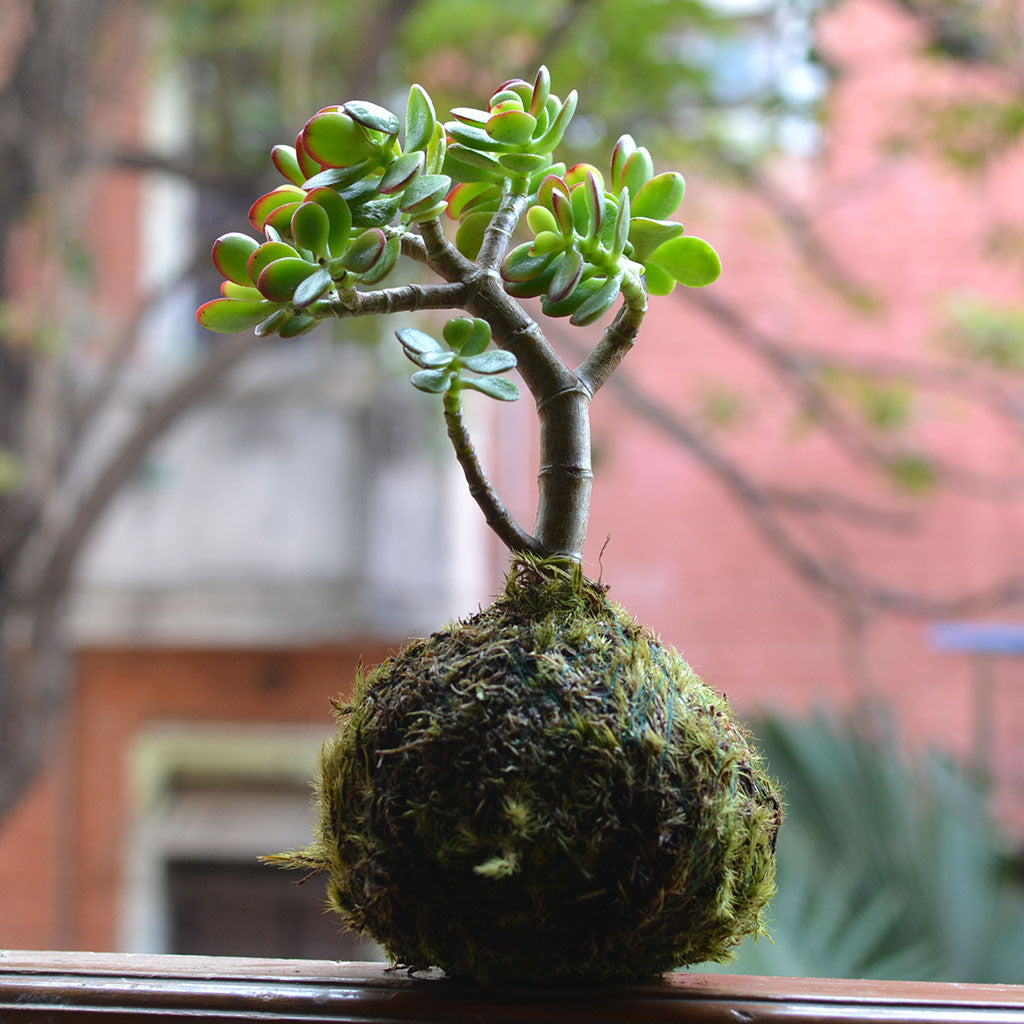 Kokedama Moss Ball Crassula Ovata Plant
