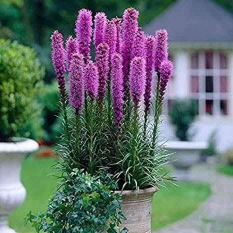 Liatris Spicata Bulbs
