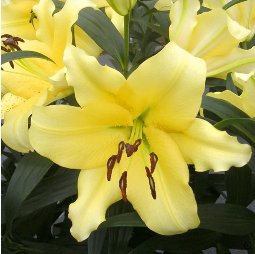 Lilium Oriental 'Outback' (Bulbs)