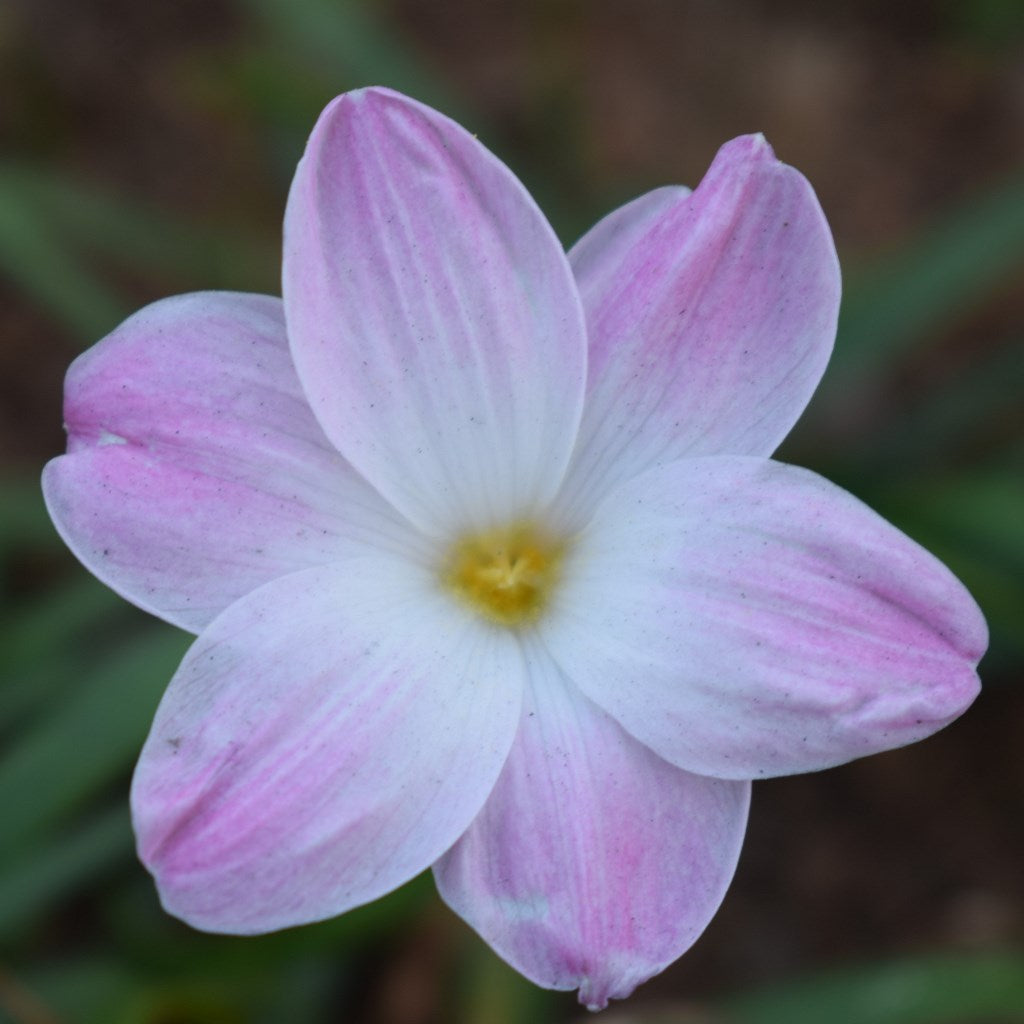 Rain Lily 'Lily Pine' (Bulbs)
