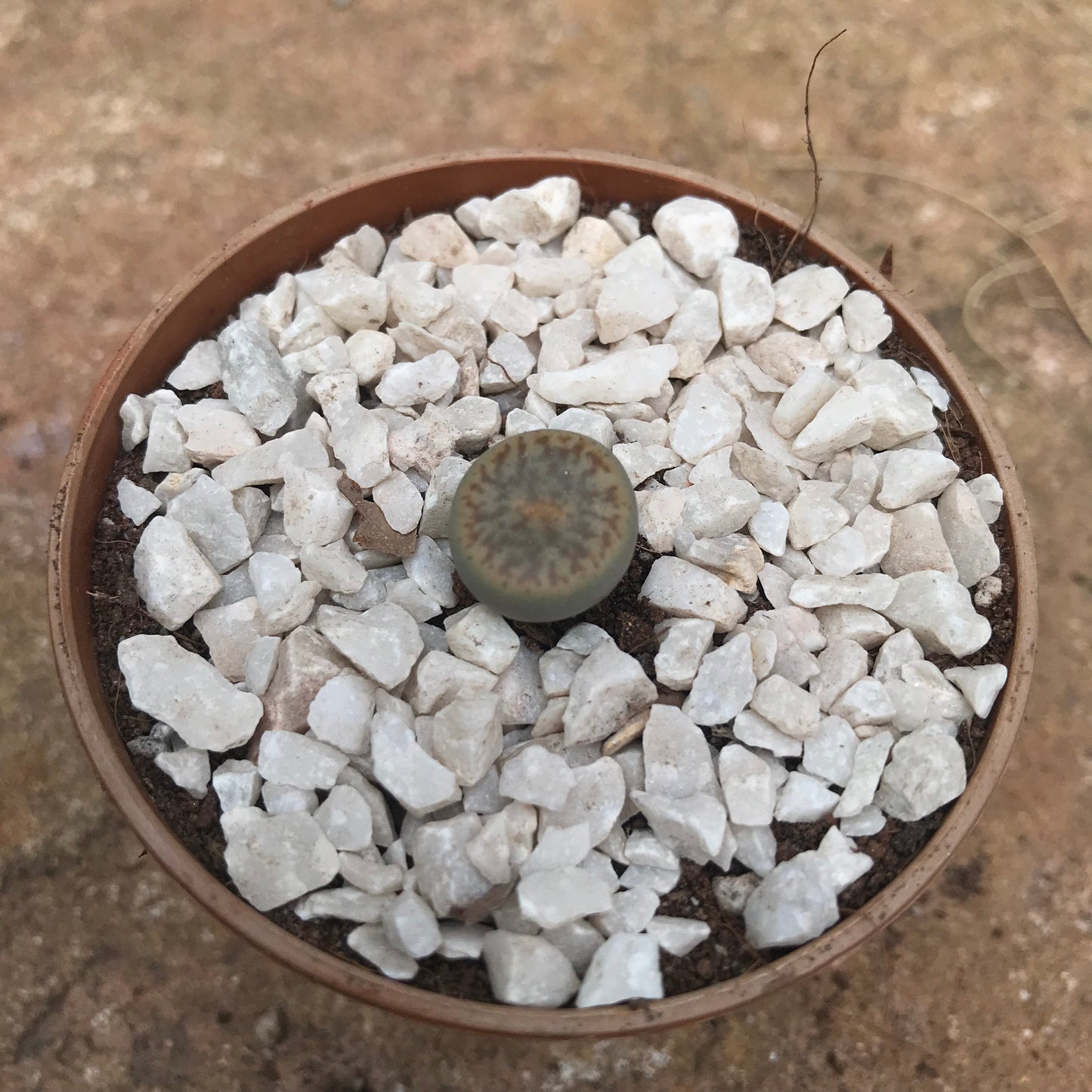 Lithops Pseudotruncatella Ssp. Dentritica Farinosa Living Stone Succulent Plant