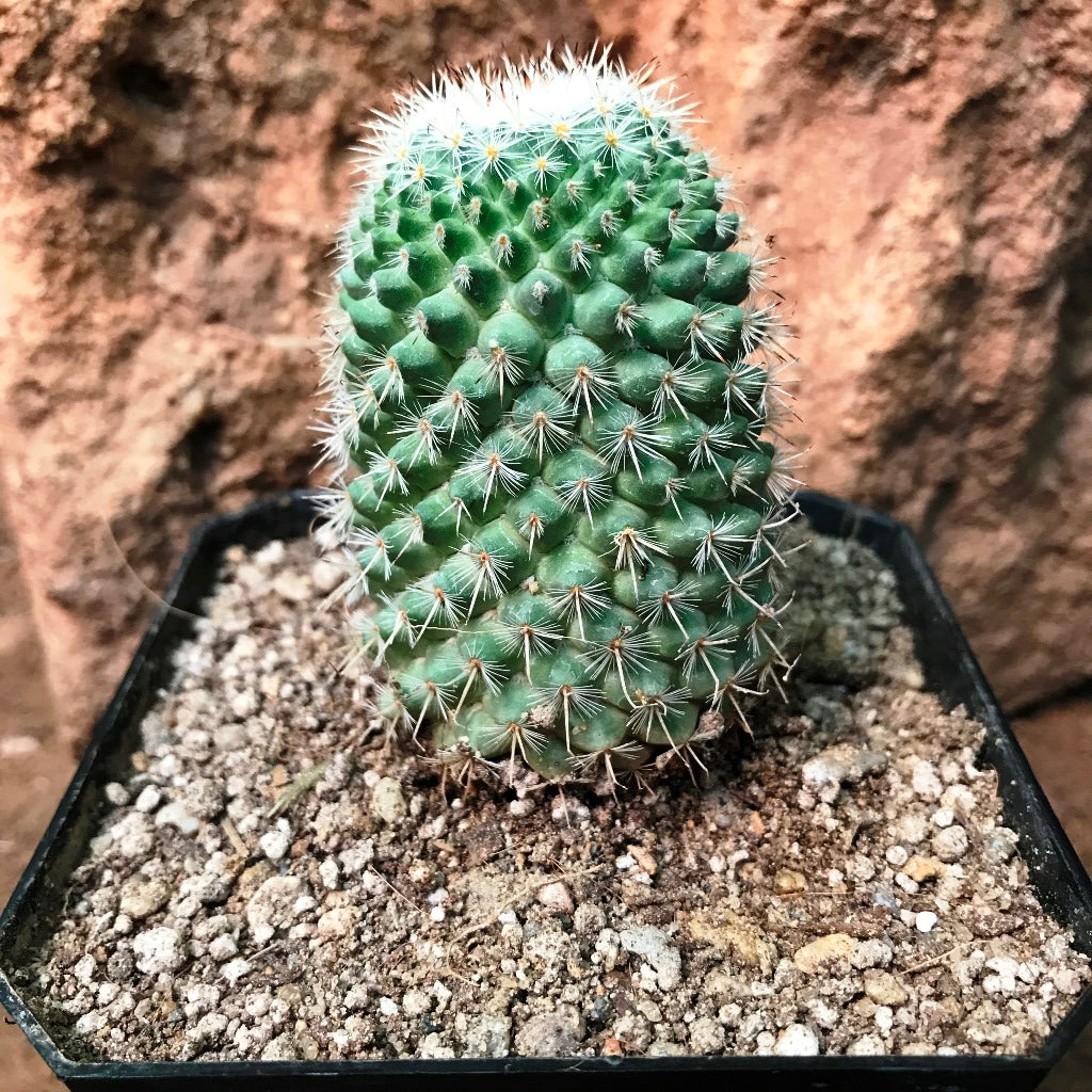 Mammillaria Voburnensis Cactus Plant