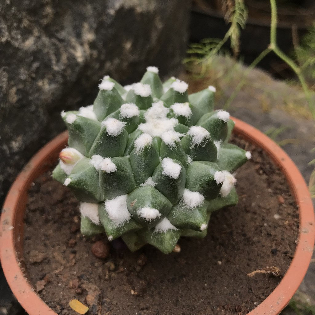 Mammillaria Bucareliensis Cv. Erusamu Cactus Plant