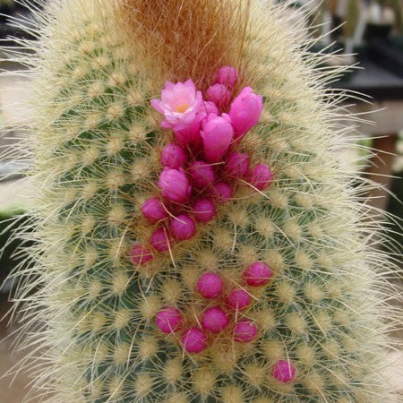 Micranthocereus Auriazureus Cactus Plant