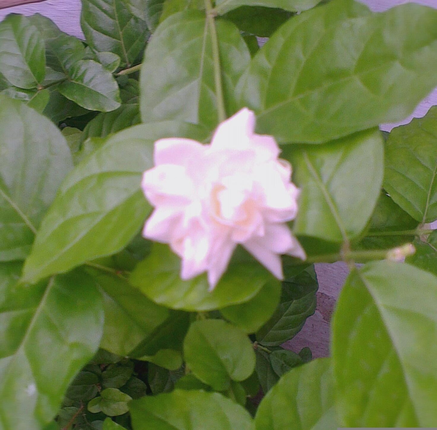 Jasminum Sambac Bela Mogra Plant