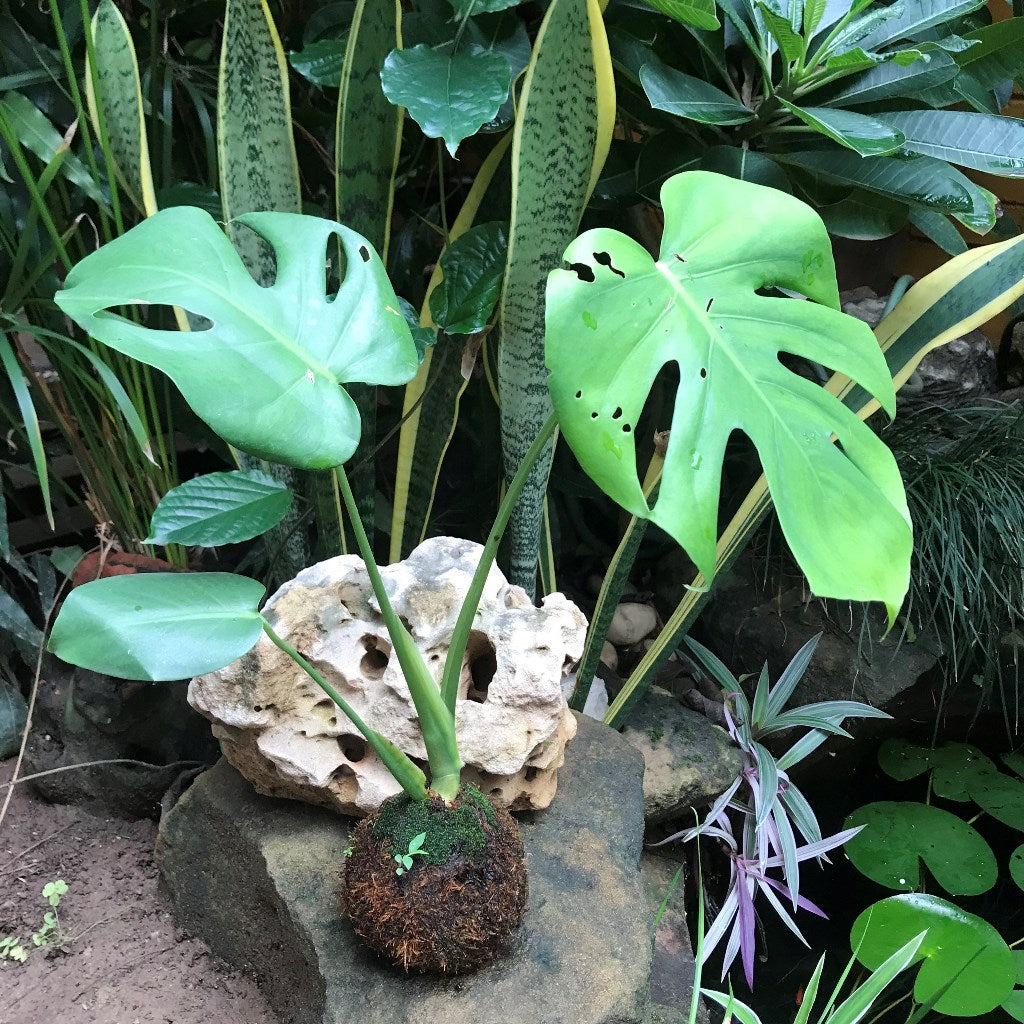 Kokedama Moss Ball Monstera Deliciosa Plant