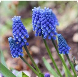 Muscari Aremeniacum (Grape Hyacinth) (Bulbs)