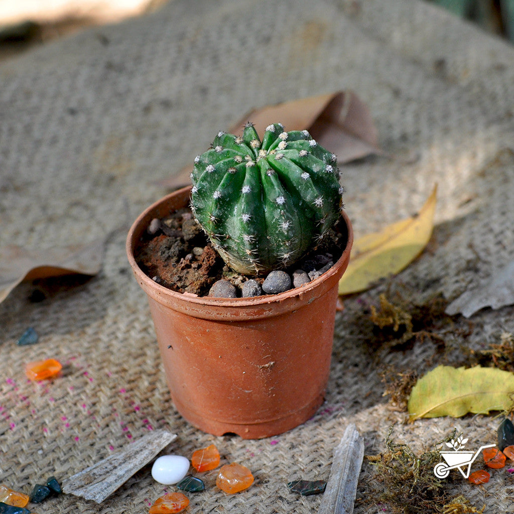 Notocactus Uebelmannianus Parodia Werneri Cactus Plant