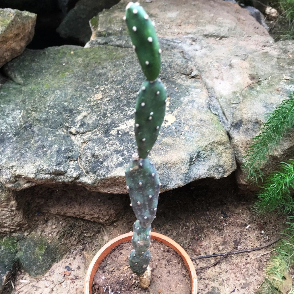 Opuntia Canterae Elata Cactus Plant