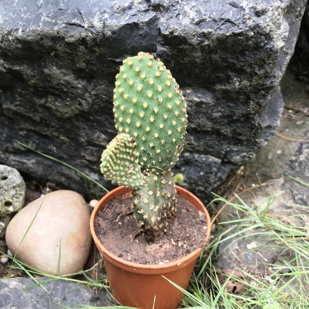 Opuntia Microdasys Var Pallida Polka Dot Cactus Plant