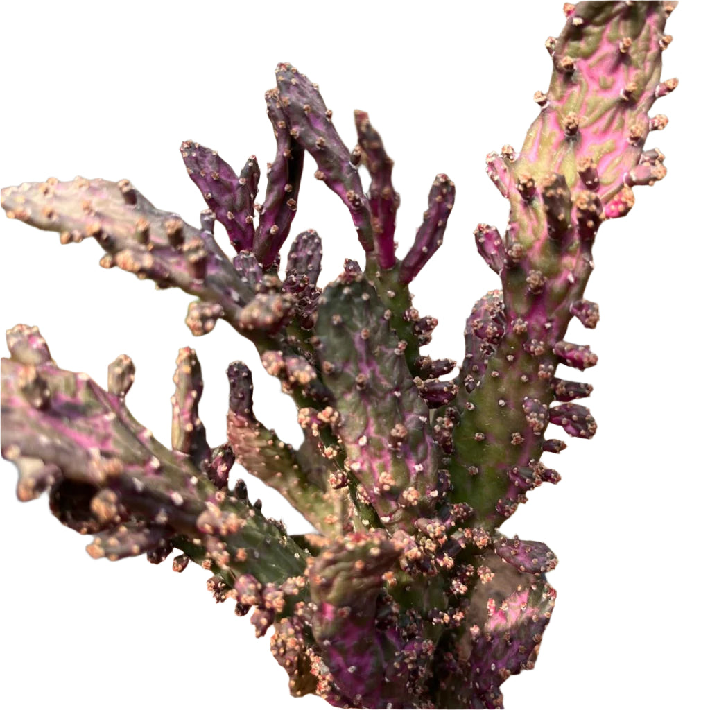 Opuntia Monacantha F. Monstruosa Variegata Cactus Plant