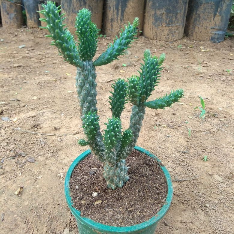 Austrocylindropuntia Cylindrica Cane Cactus Plant