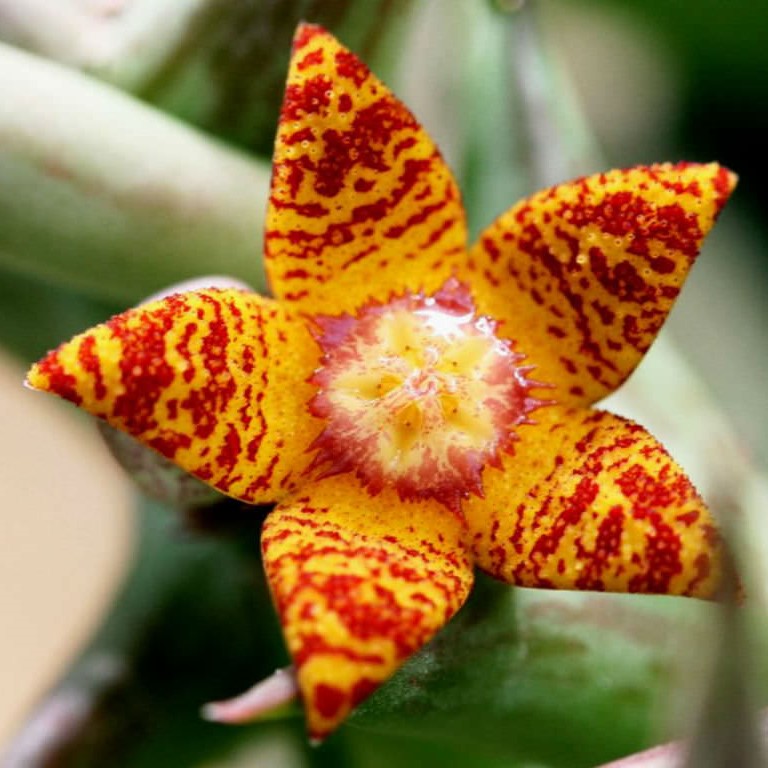 Orbea Schweinfurthii Succulent Plant