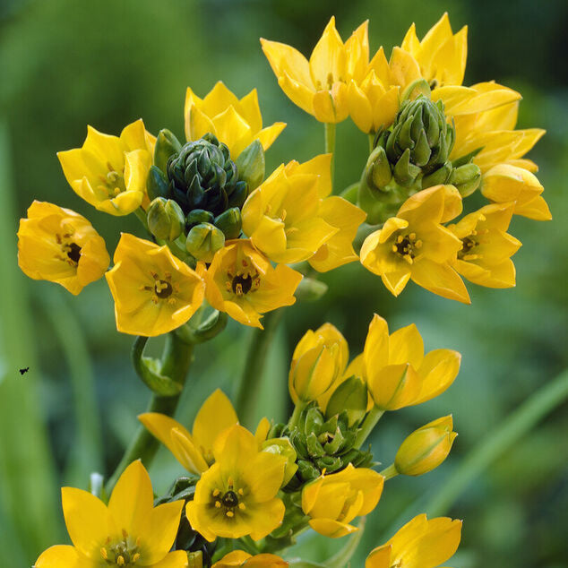 Ornithogalum Dubium 'Yellow Star' (Bulbs)