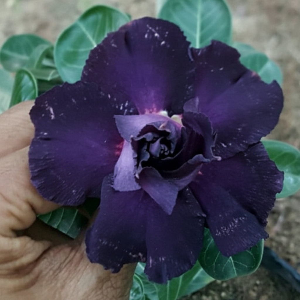 Dusky Glaze Adenium Plant