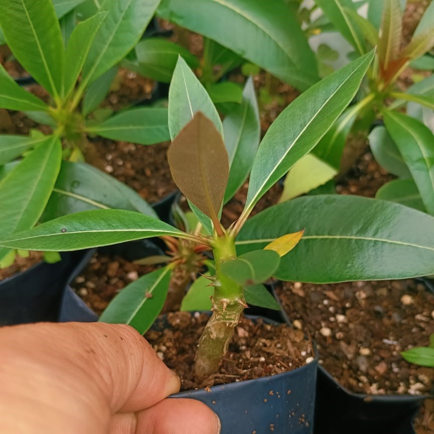 Pachypodium Baronii Succulent Plant