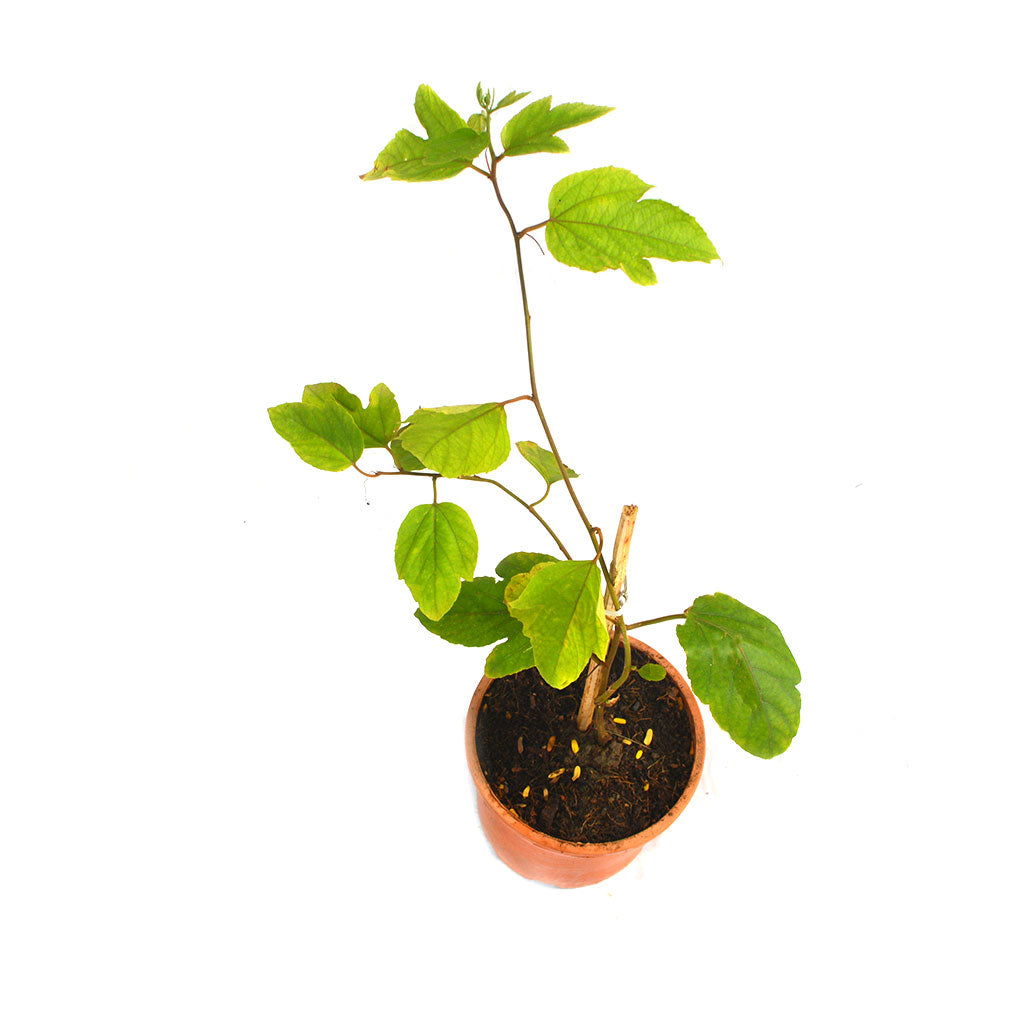 Passiflora Lady Margaret Plant