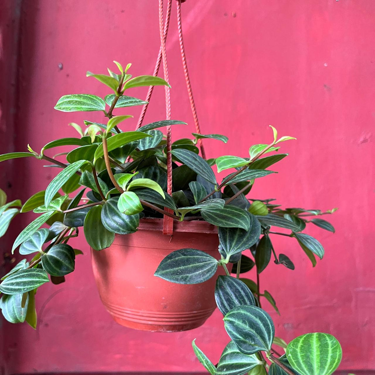 Peperomia 'Angulata' Succulent Plant