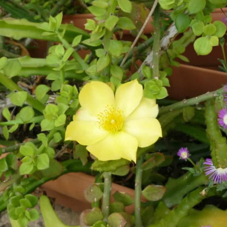 Pereskiopsis Velutina Cactus Plant