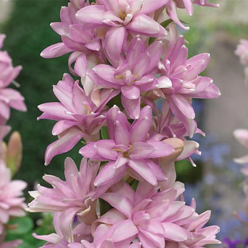 Rajnigandha-Polianthes Tuberosa 'Pink Sapphire' (Bulbs)