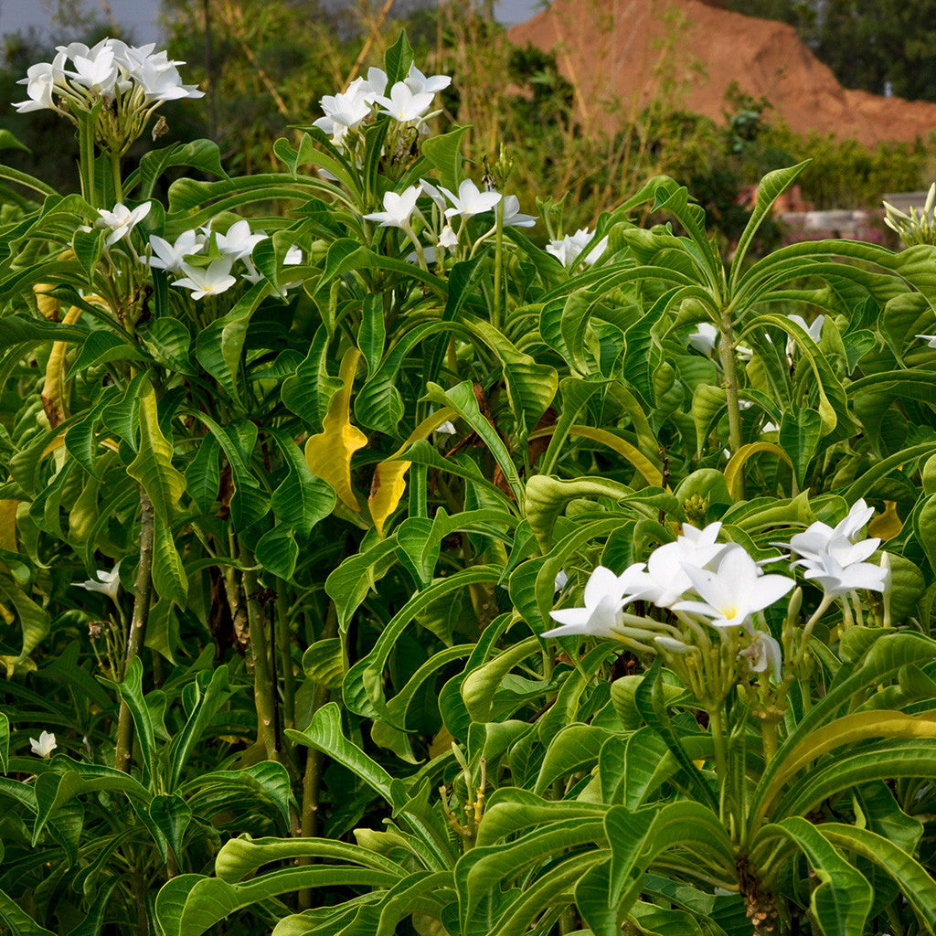Plumeria Pudica White Champa Plant