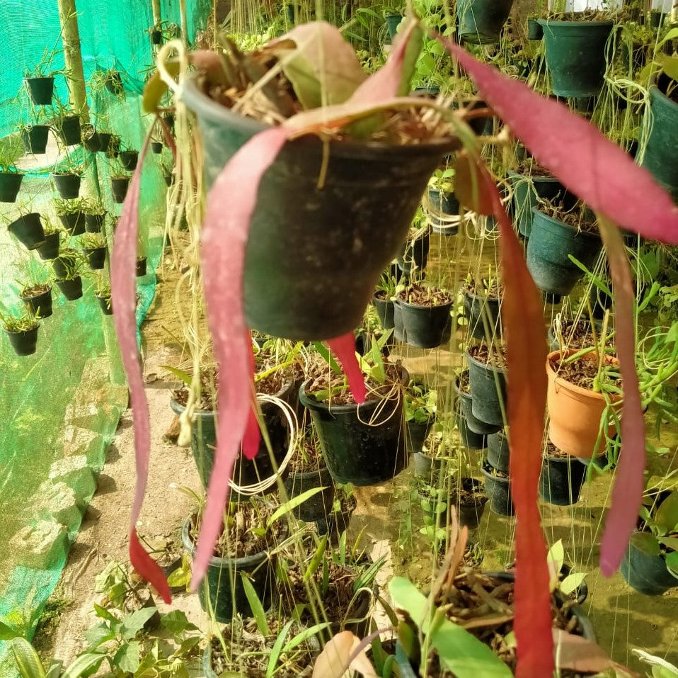 Pseudorhipsalis Ramulosa (Red Rhipsalis) Succulent Plant
