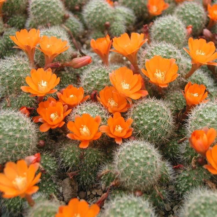 Rebutia Pulvinosa Cactus Plant