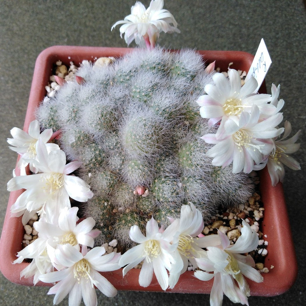 Rebutia Albiflora Cactus Plant