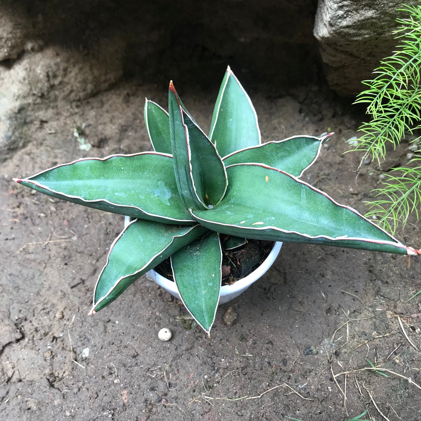 Sansevieria Ehrenbergii Banana Plant
