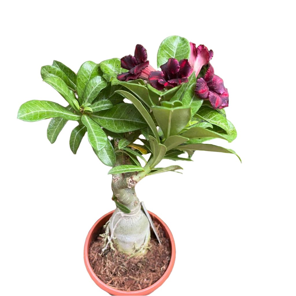 Scarlet Tanager Adenium Plant