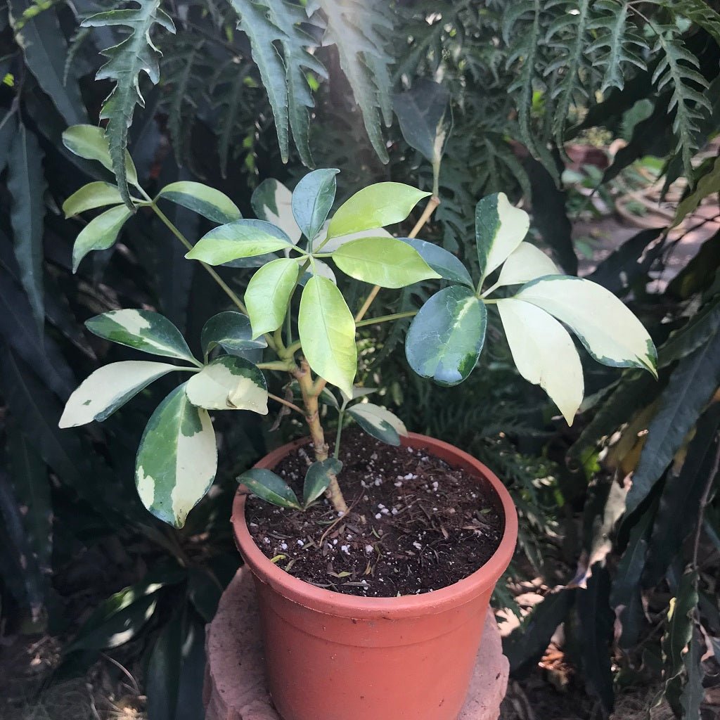 Dwarf Umbrella Janine Plant