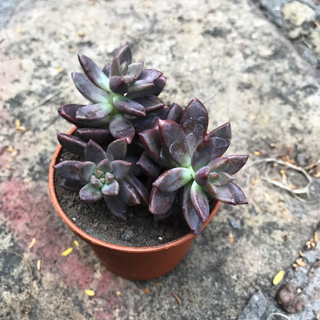 Sedeveria Pink Granite Succulent Plant
