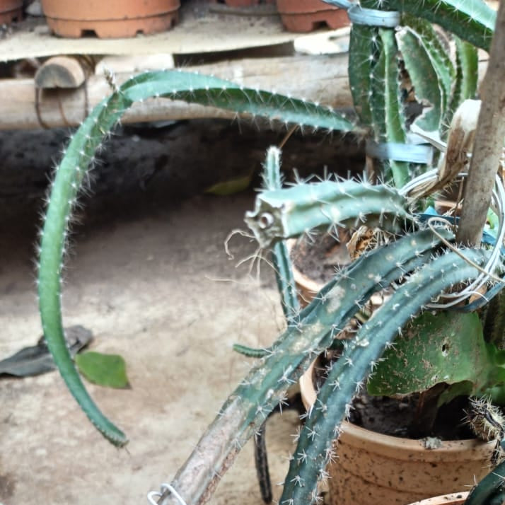 Selenicereus Grandiflorus Cactus Plant