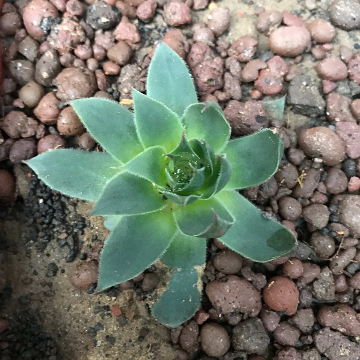 Sempervivum Tectorum Common Houseleek Succulent Plant