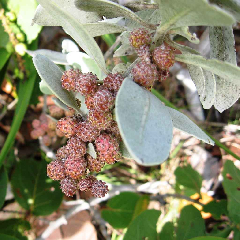 Silver Buttonwood