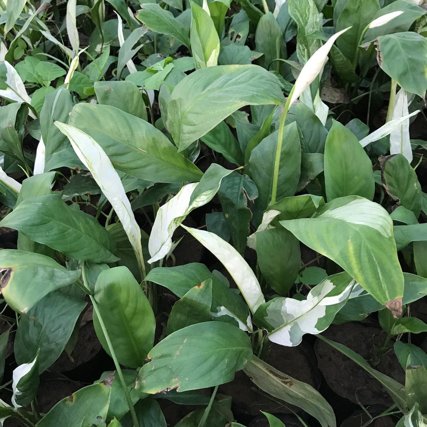 Variegated Peace Lily Domino Plant
