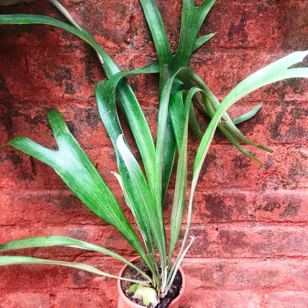 Platycerium Superbum Staghorn Fern Fern Plant