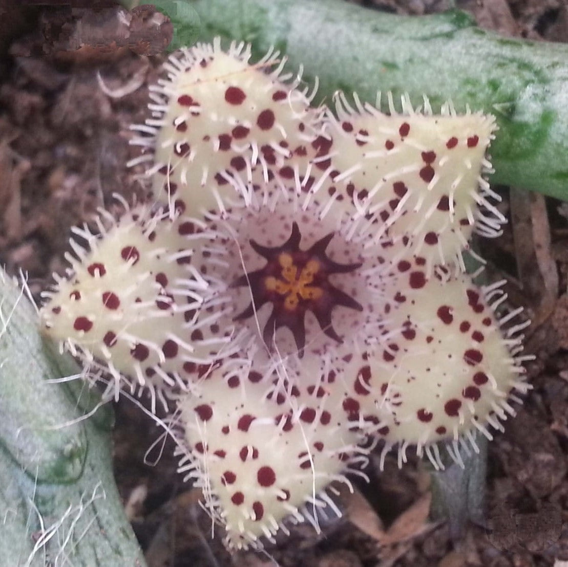 Stapelia Madagascar Succulent Plant