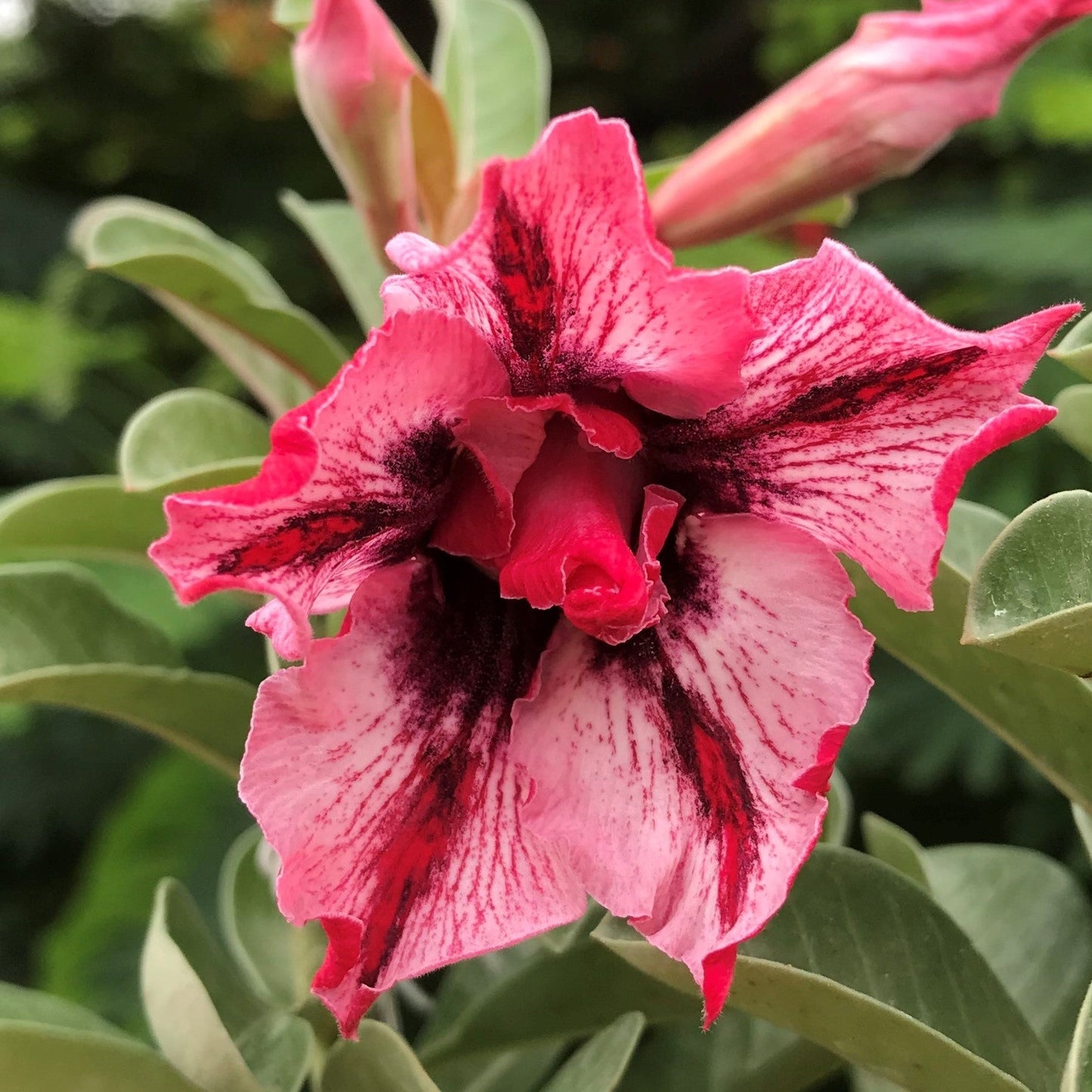 Strawberry Delight Adenium Plant