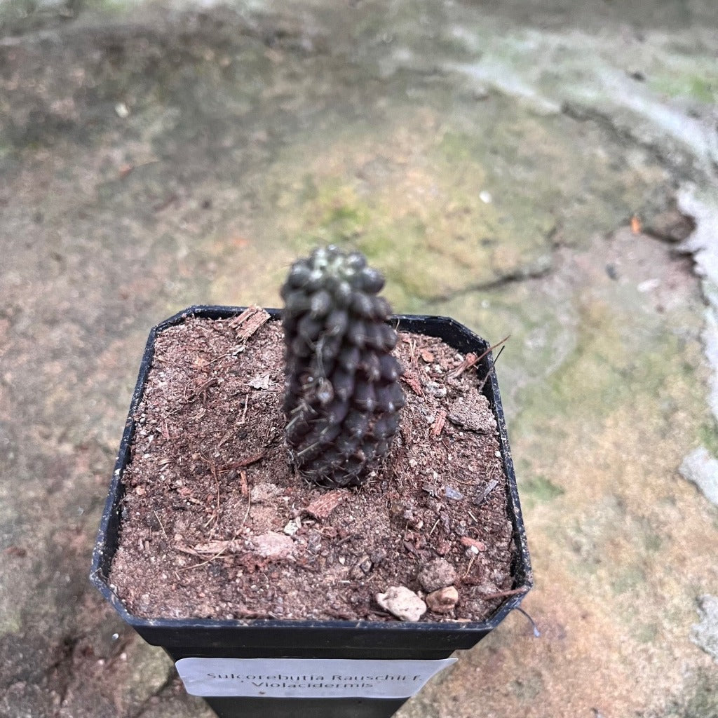 Sulcorebutia Rauschii F. Violacidermis Cactus Plant