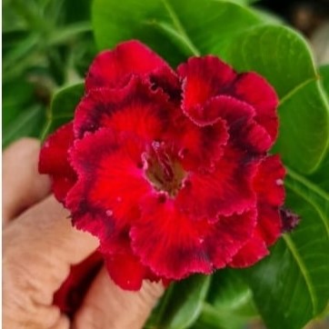 Crimson Ruffle Adenium Plant