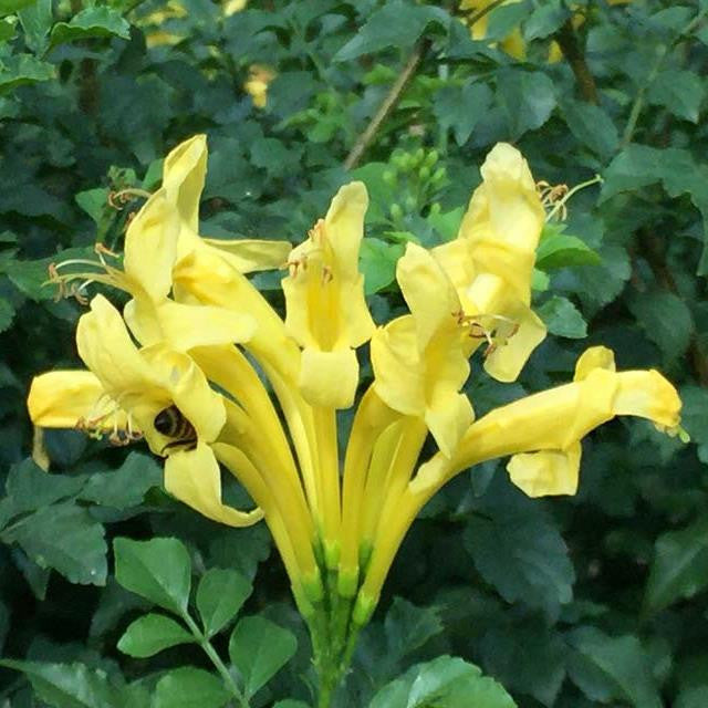 Golden Yellow Cape Honeysuckle Aurea Plant