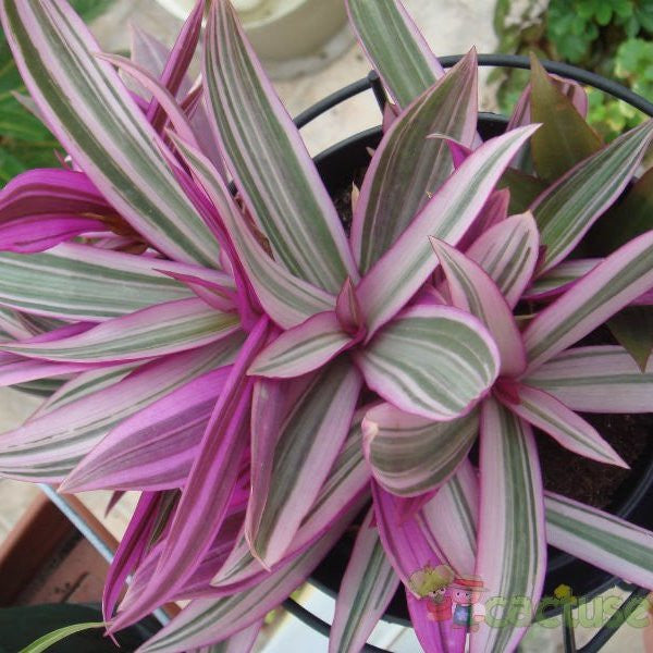 Tradescantia Spathacea Dwarf Tricolour Succulent Plant