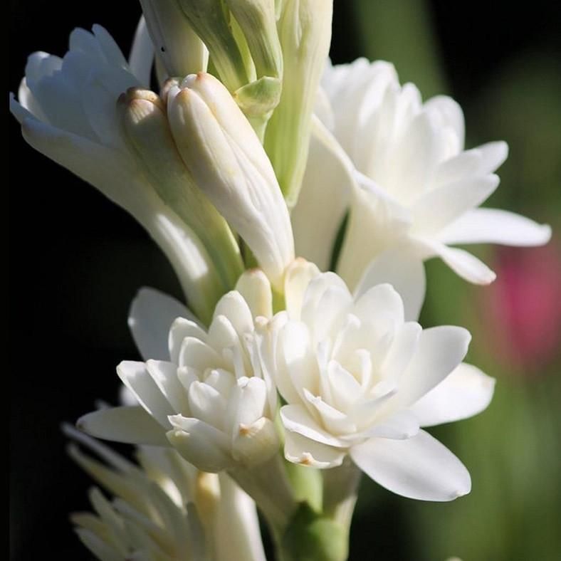 Rajnigandha Polianthes Tuberosa Double Petal (Bulbs)