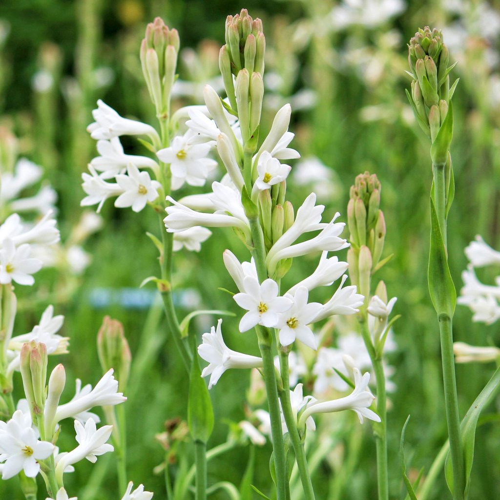 Rajnigandha Mexican Tuberose Single Petal (Bulbs)